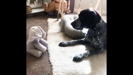 The image shows the doggo sitting in front of the toy.(Reddit/@werdmouf)