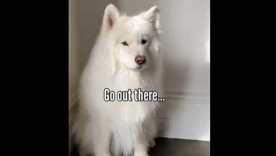 Coconut the doggo is here to lift your spirits with a message of pawsitivity.(Instagram/@coconutricebear) Coconut the doggo is here to lift your spirits with a message of pawsitivity.(Instagram/@coconutricebear)