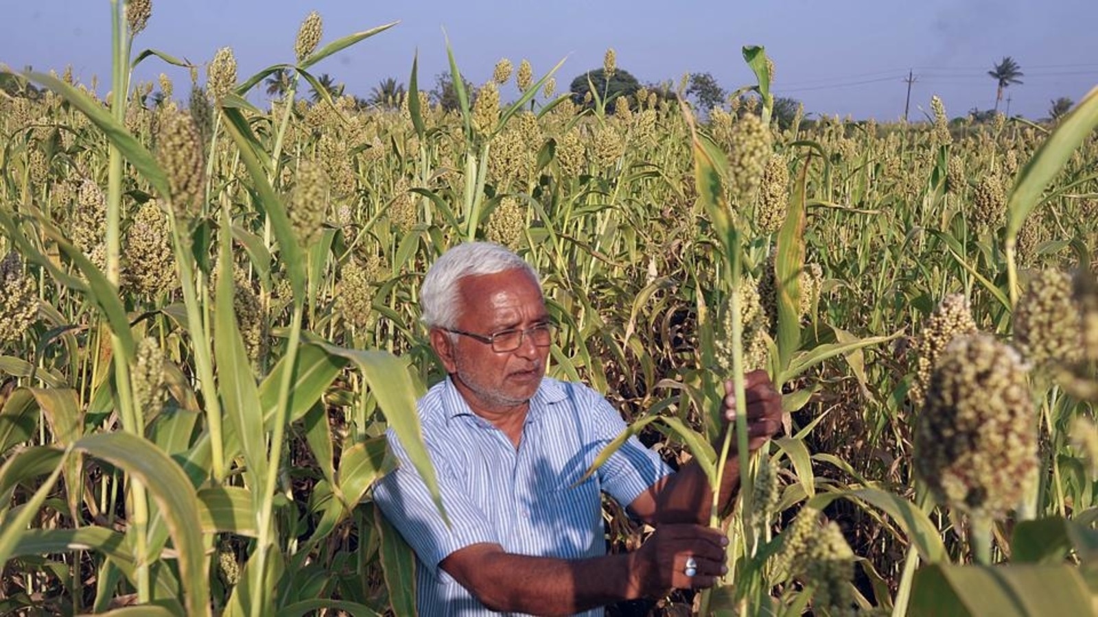 Farmers’ Protest: Sugarcane Hub Western Maharashtra Remains Largely ...