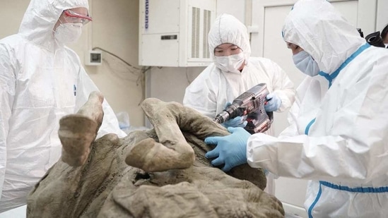 This handout picture released by the North-Eastern Federal University in Yakutsk on February 16, 2021, shows researchers extracting tissues from a prehistoric horse believed to be at least 4,500 years old.(AFP) This handout picture released by the North-Eastern Federal University in Yakutsk on February 16, 2021, shows researchers extracting tissues from a prehistoric horse believed to be at least 4,500 years old.(AFP)