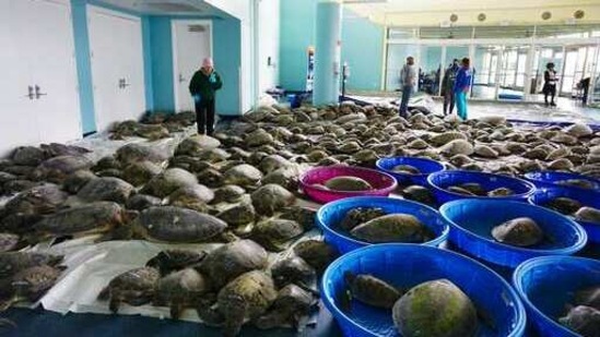 Thousands of Atlantic green sea turtles and Kemp's ridley sea turtles suffering from cold stun are laid out to recover Tuesday, Feb. 16, 2021 in Texas. (AP) Thousands of Atlantic green sea turtles and Kemp's ridley sea turtles suffering from cold stun are laid out to recover Tuesday, Feb. 16, 2021 in Texas. (AP)