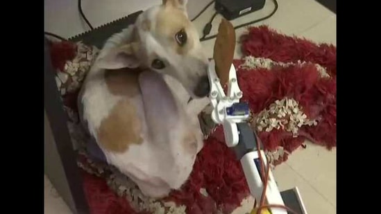 ryan's world robot dog