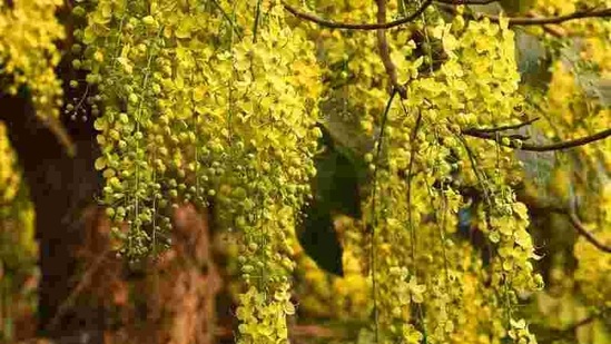 The tree is known for its ornamental as well as herbal properties. (Sanjeev Verma/HT PHOTO)