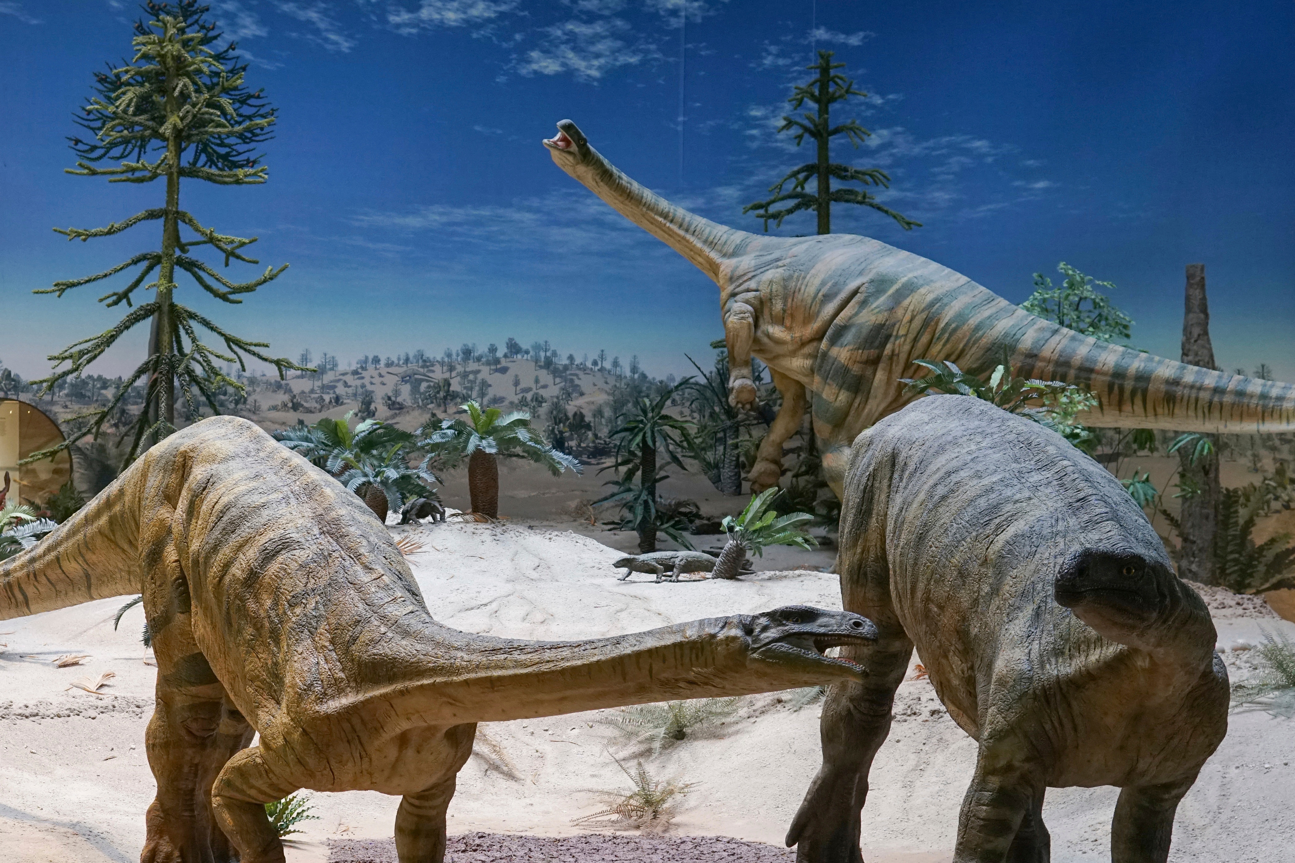 This photo provided by Randall Irmis shows Plateosaurus models at the State Museum of Natural History in Stuttgart, Germany. Plant-eating dinosaurs such as these probably arrived in the Northern Hemisphere many millions of years later than their meat-eating cousins.(AP) This photo provided by Randall Irmis shows Plateosaurus models at the State Museum of Natural History in Stuttgart, Germany. Plant-eating dinosaurs such as these probably arrived in the Northern Hemisphere many millions of years later than their meat-eating cousins.(AP)