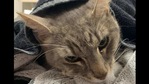 The image shows Arthur the cat.(Facebook/@Animal Emergency Service) The image shows Arthur the cat.(Facebook/@Animal Emergency Service)