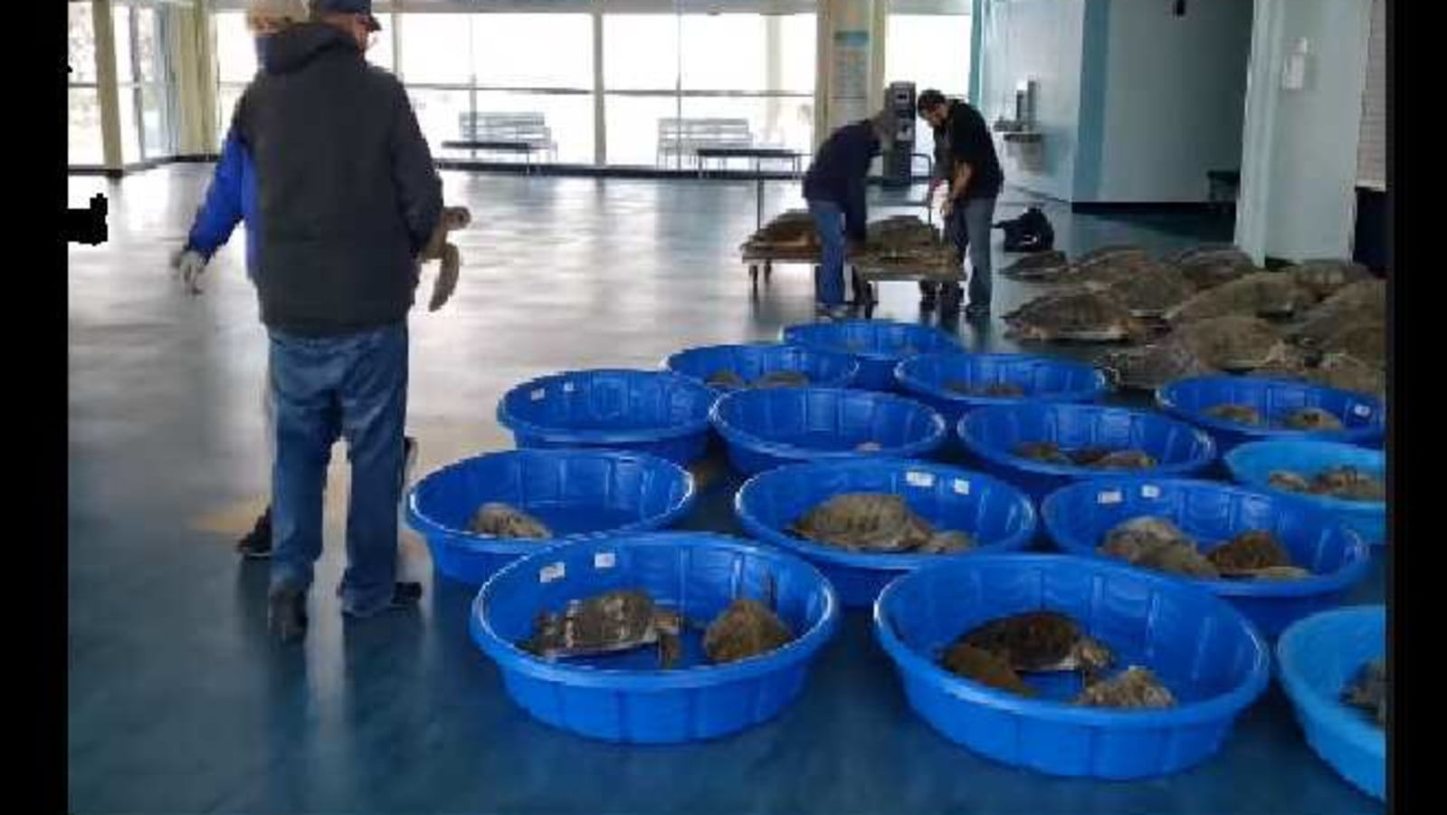 More than 3,500 sea turtles rescued in Texas