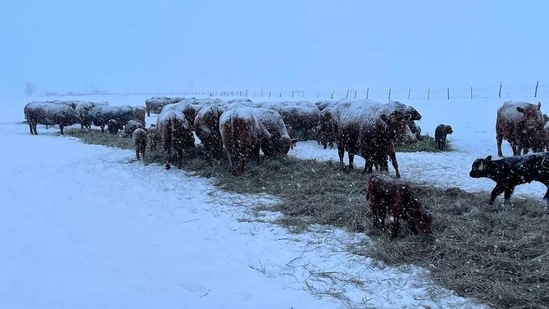 Beef packers including Cargill Inc. and Tyson Foods Inc. were forced to shut down meat plants due to energy constraints. (Bloomberg) Beef packers including Cargill Inc. and Tyson Foods Inc. were forced to shut down meat plants due to energy constraints. (Bloomberg)