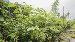 The Miyawaki method is heavily dependent on enhancing soil quality by first digging up the earth, and then pouring in large amounts of compost and natural material such as rice husk, which help retain water.(HT File Photo) The Miyawaki method is heavily dependent on enhancing soil quality by first digging up the earth, and then pouring in large amounts of compost and natural material such as rice husk, which help retain water.(HT File Photo)