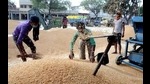Wheat procurement is expected to begin from April 1 in Punjab. (HT File) Wheat procurement is expected to begin from April 1 in Punjab. (HT File)