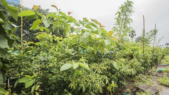 The Miyawaki method is heavily dependent on enhancing soil quality by first digging up the earth, and then pouring in large amounts of compost and natural material such as rice husk, which help retain water. (HT File Photo) The Miyawaki method is heavily dependent on enhancing soil quality by first digging up the earth, and then pouring in large amounts of compost and natural material such as rice husk, which help retain water. (HT File Photo)
