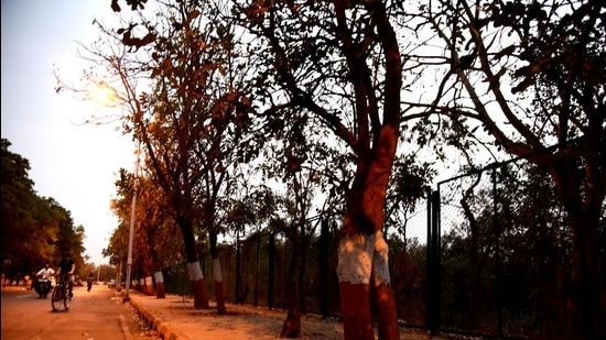 The NMMC Tree Authority has estimated ₹43Cr budget for 2021-22 during which it has planned various measures to turn Navi Mumbai into a garden city. (Bachchan Kumar/HT photo) The NMMC Tree Authority has estimated ₹43Cr budget for 2021-22 during which it has planned various measures to turn Navi Mumbai into a garden city. (Bachchan Kumar/HT photo)
