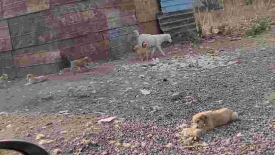 Veterinarians said that they suspect the deaths to be caused by a viral infection. (HT file photo) Veterinarians said that they suspect the deaths to be caused by a viral infection. (HT file photo)