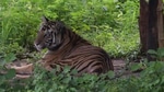 NHRC has ordered the rehabilitation and resettlement of five revenue villages displaced due to tiger and wildlife conservation projects in Satkosia(HT PHOTO) NHRC has ordered the rehabilitation and resettlement of five revenue villages displaced due to tiger and wildlife conservation projects in Satkosia(HT PHOTO)