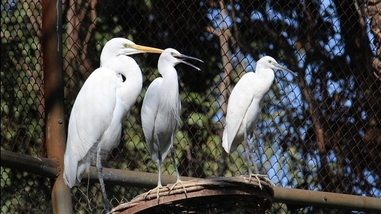 The zoo administration has made the decision on the basis of surveillance report, opinion of the animal husbandry department, and report of a state-level committee. (HT file photo) The zoo administration has made the decision on the basis of surveillance report, opinion of the animal husbandry department, and report of a state-level committee. (HT file photo)