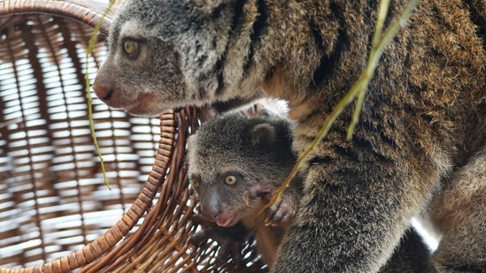 In this photo taken Feb. 16, 2021 is seen a baby of the highly endangered Indonesian cuscus bear with its mother Duzy at the Wroclaw Zoo in Wroclaw, Poland. The baby marsupial first left its mother Duzy's pouch in late December 2020.( Zoo Wroclaw via AP ) (AP) In this photo taken Feb. 16, 2021 is seen a baby of the highly endangered Indonesian cuscus bear with its mother Duzy at the Wroclaw Zoo in Wroclaw, Poland. The baby marsupial first left its mother Duzy's pouch in late December 2020.( Zoo Wroclaw via AP ) (AP)