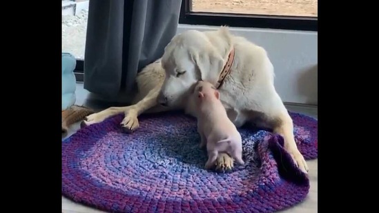 The image shows a piglet and dog called Keni and Lil, respectively.(Instagram/@piggybanksy)