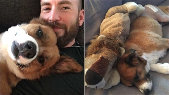 Chris Evans sews pet dog’s stuff toy to surprise it after surgery, wins hearts(Instagram/chrisevans)