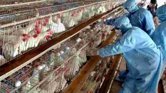 People got suspicious two days ago when chickens started dying in two farms in Kodiyathur and Vengeri villages prompting authorities to send samples to the National Institute of High Security Animal Diseases in Bhopal which confirmed the presence of avian flu, officials said. (Image used for representation).(FILE PHOTO.)