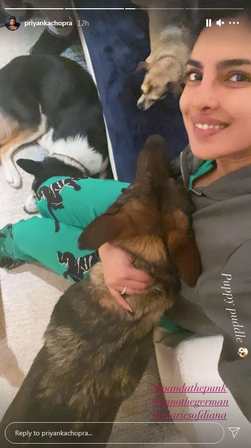 Priyanka Chopra having a chill day with pets (Instagram story/priyankachopra )
