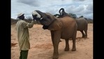 The image shows the keeper feeding the elephant.(Instagram/@sheldricktrust) The image shows the keeper feeding the elephant.(Instagram/@sheldricktrust)