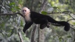 The researchers developed and annotated a reference assembly for white-faced capuchin monkeys (Cebus imitator) to explore the evolution of these traits.(Unsplash) The researchers developed and annotated a reference assembly for white-faced capuchin monkeys (Cebus imitator) to explore the evolution of these traits.(Unsplash)