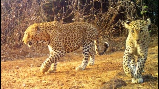 A total of five leopards will be radio-collared and tracked at SGNP. A total of five leopards will be radio-collared and tracked at SGNP.