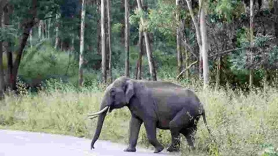 The tusker gored the forest guard who was declared dead on arrival at a hospital,(Representational image/HT Photo) The tusker gored the forest guard who was declared dead on arrival at a hospital,(Representational image/HT Photo)