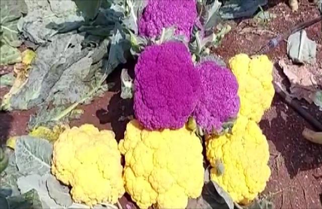 Colourful cabbage grown by a Nasik-based farmer. (Photo: Twitter/ANI) Colourful cabbage grown by a Nasik-based farmer. (Photo: Twitter/ANI)