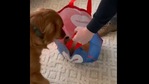 The image shows Sid peeking in the bag to meet his puppy sister.(Reddit/@solateor) The image shows Sid peeking in the bag to meet his puppy sister.(Reddit/@solateor)
