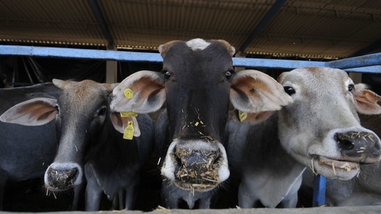 The commission has made the suggestion in a document it uploaded on its website for those appearing for the national ‘cow science exam’ to be held on February 25.( Sunil Ghosh / Hindustan Times/For Representative Purposes Only)