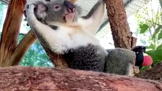 A koala with a prosthetic foot lies in a tree in Lismore, Australia February 22, 2021 in this still image taken from a video. (REUTERS)
