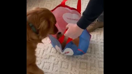 The image shows Sid peeking in the bag to meet his puppy sister.(Reddit/@solateor) The image shows Sid peeking in the bag to meet his puppy sister.(Reddit/@solateor)