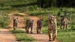 A team of researchers from Stanford University, the National Centre for Biological Sciences (NCBS) in Bengaluru, various zoological parks and wildlife NGOs sequenced 65 genomes from four of the surviving tiger subspecies — the Amur; Bengal; Sumatran and Malayan tigers over three years to gain insights into genomic variation in tigers. (Representative Image)(HT photo)