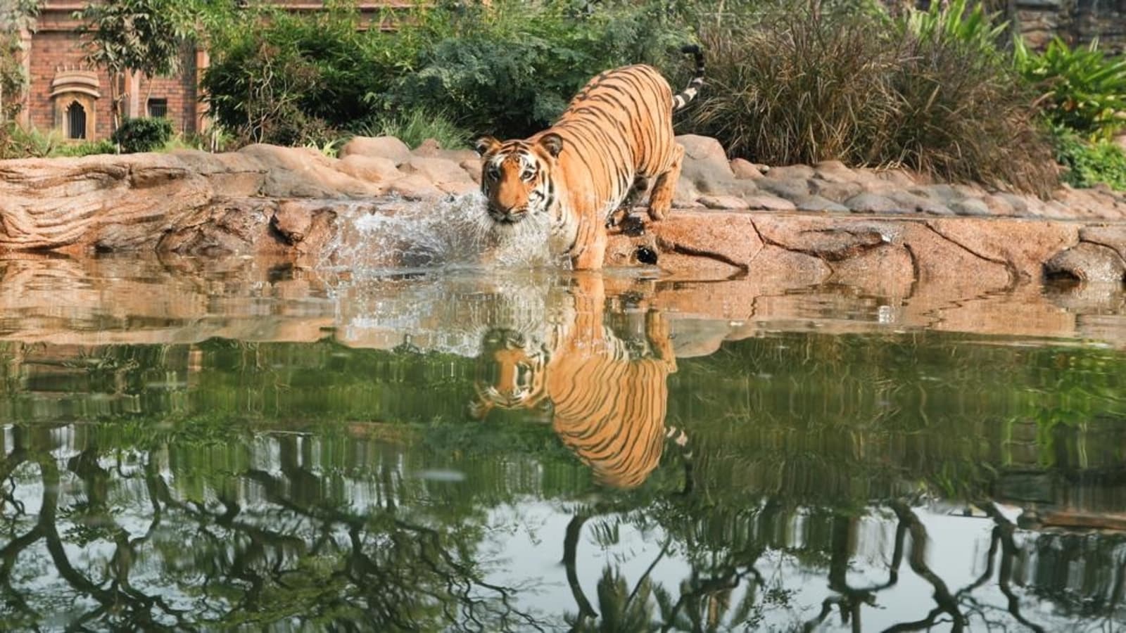 Fragmentation of tiger habitat is leading to inbreeding, low ...