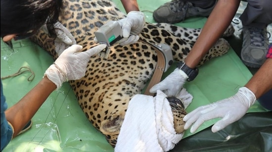 The leopard, radio-collared on Monday, has been named Maharaj after Chhatrapati Shivaji.