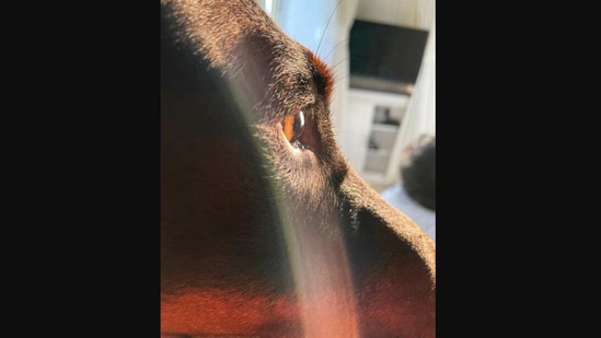 The image shows Disha Patani's pet dog named Goku.(Instagram/@dishapatani)