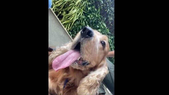 The image shows Riteish and Genelia Deshmukh's dog named Flash.(Instagram/@riteishd)