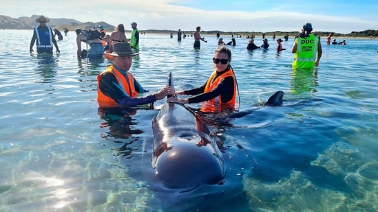 In this photo provided by Project Jonah, rescuers work to save pilot whales beached at Farewell Spit at the top of the South Island of New Zealand, Monday, Feb. 22, 2021. Department of Conservation reported that a pod of 49 long-finned pilot whales had beached themselves on Farewell Spit, a remote beach on the South Island that has been the site of many previous whale strandings. (AP) In this photo provided by Project Jonah, rescuers work to save pilot whales beached at Farewell Spit at the top of the South Island of New Zealand, Monday, Feb. 22, 2021. Department of Conservation reported that a pod of 49 long-finned pilot whales had beached themselves on Farewell Spit, a remote beach on the South Island that has been the site of many previous whale strandings. (AP)