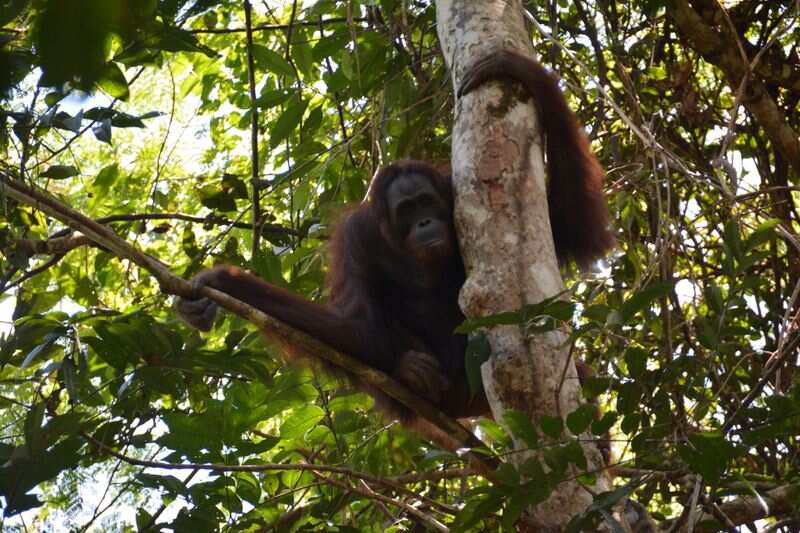 Nenuah, a 19-year-old orangutan, sits in a tree after being released at Bukit Batikap Protection Forest in Murung Raya regency, Central Kalimantan province, Indonesia, (via REUTERS)