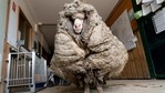 Sheep Baarack é visto antes de sua lã grossa ser tosquiada em Lancefield, Victoria, Austrália. (Via REUTERS)