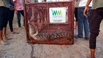A health certificate from the Borivali national park will be taken before releasing the crocodile.(Sourced) A health certificate from the Borivali national park will be taken before releasing the crocodile.(Sourced)