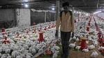 On Sunday, the state had reported deaths of 381 birds amid an avian influenza scare. (HT Photo) On Sunday, the state had reported deaths of 381 birds amid an avian influenza scare. (HT Photo)