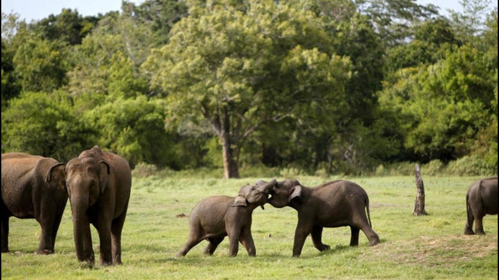 Odisha: Six elephants die of haemorrhagic septicemia | Latest News ...