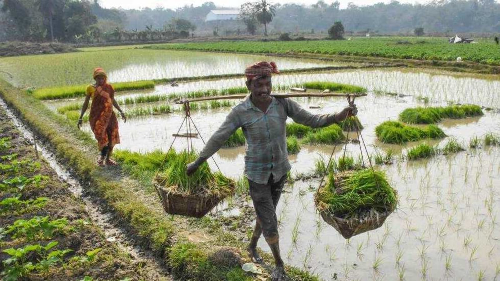2020-21 likely to see record paddy procurement | Latest News India -  Hindustan Times