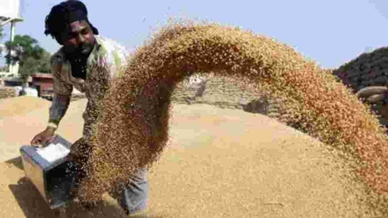 Wheat production is estimated to rise to a record 109.24 MT in 2020-21 from 107.86 MT in the previous year, while output of coarse cereals is likely to increase to 49.36 MT from 47.75 MT.(HT file photo) Wheat production is estimated to rise to a record 109.24 MT in 2020-21 from 107.86 MT in the previous year, while output of coarse cereals is likely to increase to 49.36 MT from 47.75 MT.(HT file photo)