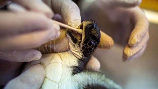 A 6-month-old green sea turtle is cleaned from tar after an oil spill in the Mediterranean Sea at Israel's Sea Turtle Rescue Center, in Michmoret, Israel, Tuesday, Feb. 23, 2021. Only six sea turtles were rescued and survived after a disastrous oil spill that has blackened most of the country's shoreline and reached beaches of neighboring Lebanon. (AP Photo/Ariel Schalit) (AP) A 6-month-old green sea turtle is cleaned from tar after an oil spill in the Mediterranean Sea at Israel's Sea Turtle Rescue Center, in Michmoret, Israel, Tuesday, Feb. 23, 2021. Only six sea turtles were rescued and survived after a disastrous oil spill that has blackened most of the country's shoreline and reached beaches of neighboring Lebanon. (AP Photo/Ariel Schalit) (AP)