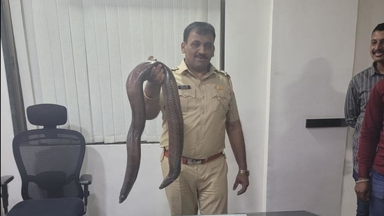 A police officer with the seized sand boa snake. (HT) A police officer with the seized sand boa snake. (HT)