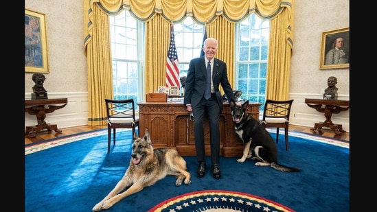 US President Joe Biden with his dogs Major and Champ.(Instagram/@potus)