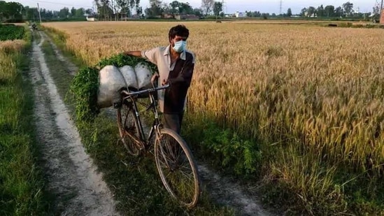 Under the scheme, an amount of 6000 rupees per year is transferred in three instalments of 2000 rupees directly into the bank accounts of the farmers.(PTI file photo) Under the scheme, an amount of 6000 rupees per year is transferred in three instalments of 2000 rupees directly into the bank accounts of the farmers.(PTI file photo)