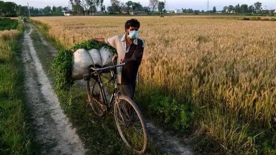 ₹6,000 is disbursed to farmers with cultivable landholdings, through direct benefit transfer mode in three instalments of ₹2,000 each (PTI file photo) ₹6,000 is disbursed to farmers with cultivable landholdings, through direct benefit transfer mode in three instalments of ₹2,000 each (PTI file photo)